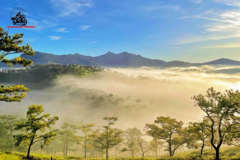 Pine forest covered in morning fog with mountain view in Da Lat