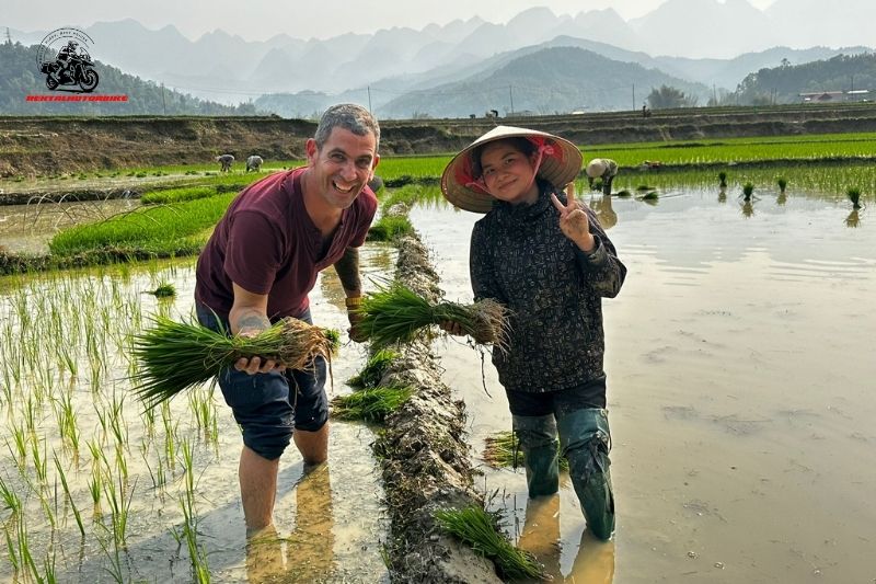 Tourist planting rice with a local farmer
