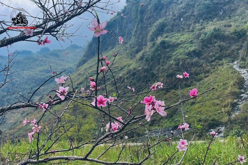 Pink flowers blooming on tree branches in mountain valley