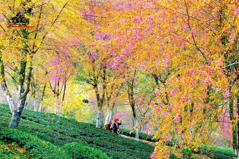 Sapa in spring