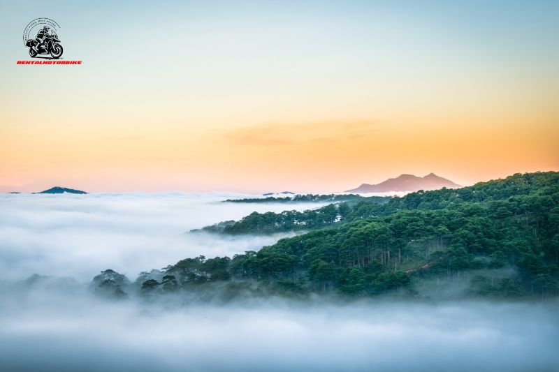 Pine forest covered in fog at sunrise in Da Lat