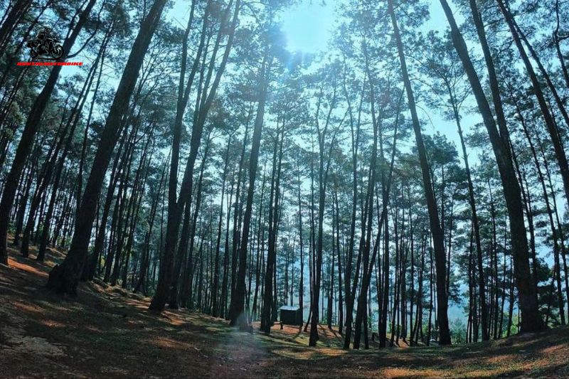 Yen Minh Pine Forest
