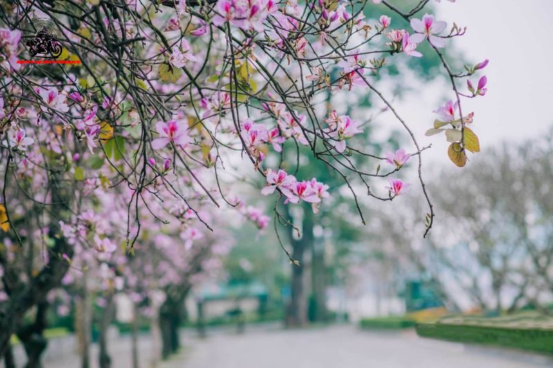 Hanoi's spring is cool but quite humid