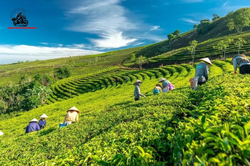 Head out to Cau Dat Farm and Tea Hills