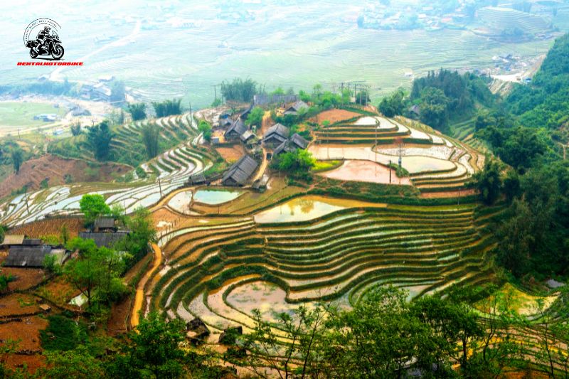 Rice terraces are at their most vibrant