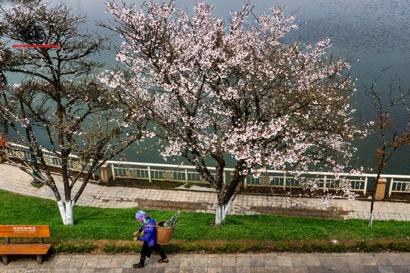 Sapa is covered in blossoms