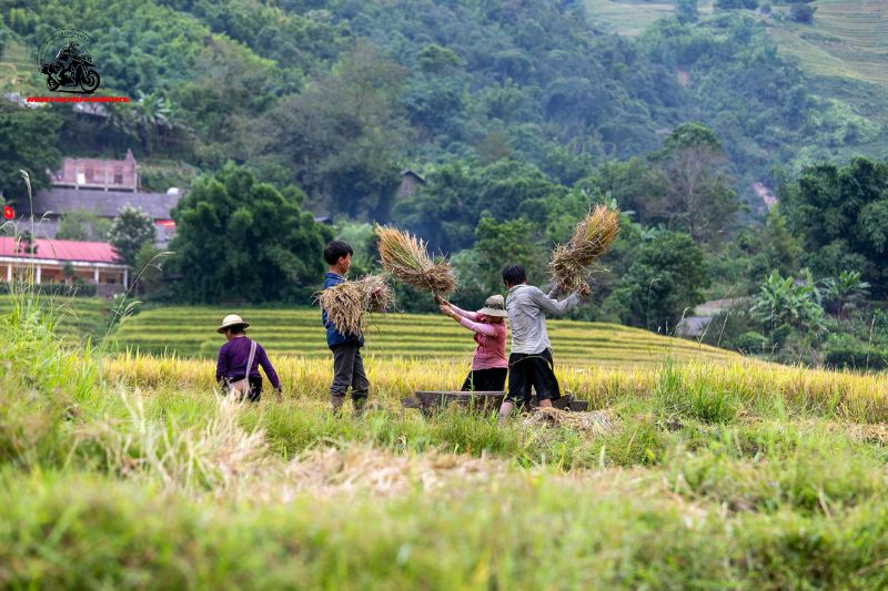 Scene of farmers working in Sapa